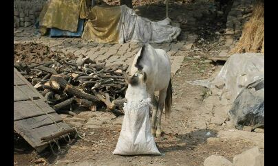 मरता बंगाल: ग्राउंड जीरो से एक भारतीय।