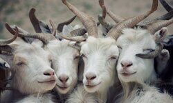 दुष्ट ! असहिष्णु! दुष्ट ! असहिष्णु!