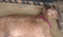 मेवात, हरियाणा, बकरी से किया गैंगरेप, गर्भवती बकरी, अप्राकृतिक यौनाचार, नगीना पुलिस स्टेशन, अप्राकृतिक दुष्कर्म, haryana-mewat-a-pregnant-goat-dies-after-being-gang-raped-by-8-muslim-men मेवात, हरियाणा, बकरी से किया गैंगरेप, गर्भवती बकरी, अप्राकृतिक यौनाचार, नगीना पुलिस स्टेशन, अप्राकृतिक दुष्कर्म, haryana-mewat-a-pregnant-goat-dies-after-being-gang-raped-by-8-muslim-men