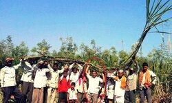 धरिणीम् भरणीम् मातरम् : (1) गन्ने की खेती