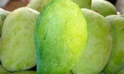 लंगड़ा: आमों का रस-राज