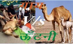 अल्लाह की ऊंटनी, सूरा अल-आराफ़, सूरा हूद, muslim, मुस्लिम, हिन्दू, hindu, mob-lynching-allah-destroyed-a-whole-community-for-Allah अल्लाह की ऊंटनी, सूरा अल-आराफ़, सूरा हूद, muslim, मुस्लिम, हिन्दू, hindu, mob-lynching-allah-destroyed-a-whole-community-for-Allah