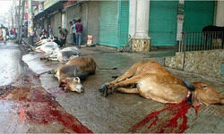 सलमान रश्दी, तस्लीमा नसरीन, हिन्दू-मुस्लिम, मुसलमान, हिन्दू, धार्मिक राजनीति, Salman Rashdi, Taslema Nasreen, Hindu-Muslim, Muslim, सलमान रश्दी, तस्लीमा नसरीन, हिन्दू-मुस्लिम, मुसलमान, हिन्दू, धार्मिक राजनीति, Salman Rashdi, Taslema Nasreen, Hindu-Muslim, Muslim,