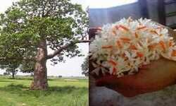 पारिजात (देव वृक्ष): औषधीय गुणों की खान