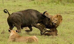 शिकारी और शिकार