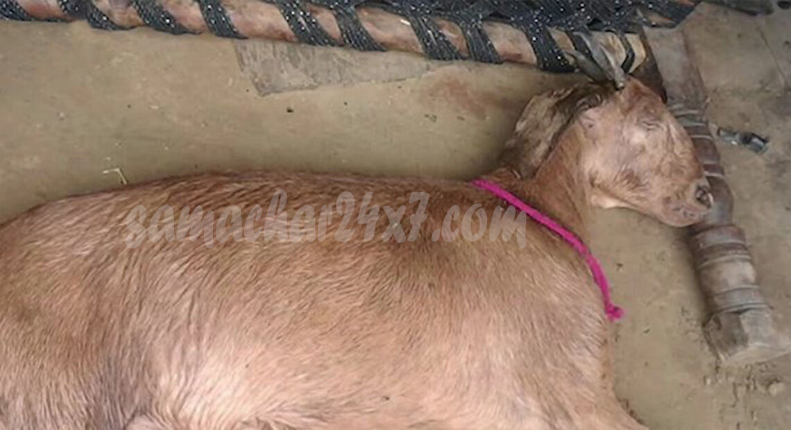 मेवात, हरियाणा, बकरी से किया गैंगरेप, गर्भवती बकरी, अप्राकृतिक यौनाचार, नगीना पुलिस स्टेशन, अप्राकृतिक दुष्कर्म, haryana-mewat-a-pregnant-goat-dies-after-being-gang-raped-by-8-muslim-men