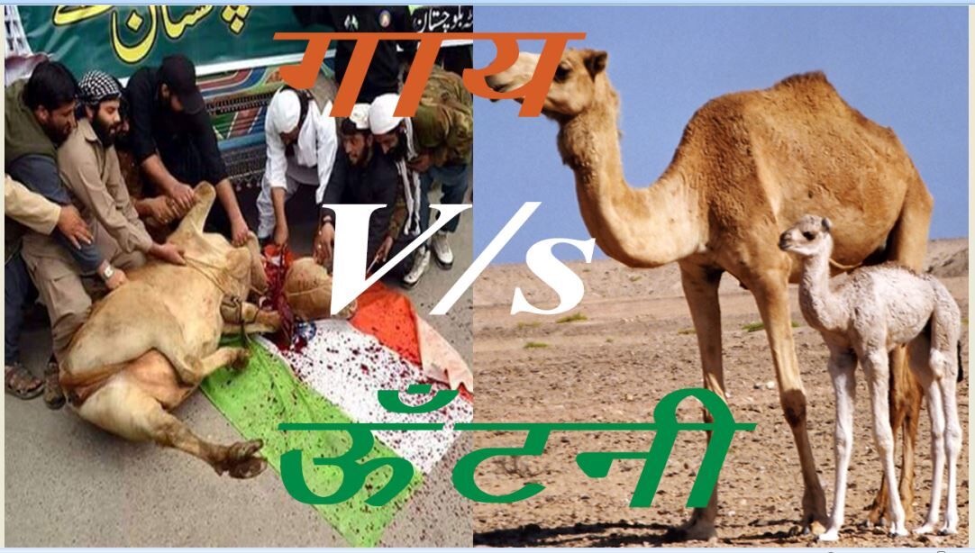 अल्लाह की ऊंटनी, सूरा अल-आराफ़, सूरा हूद, muslim, मुस्लिम, हिन्दू, hindu,  mob-lynching-allah-destroyed-a-whole-community-for-Allah